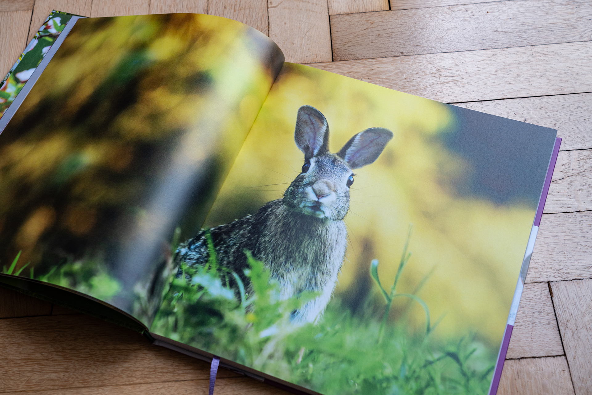 Frühlingstraum: Hase