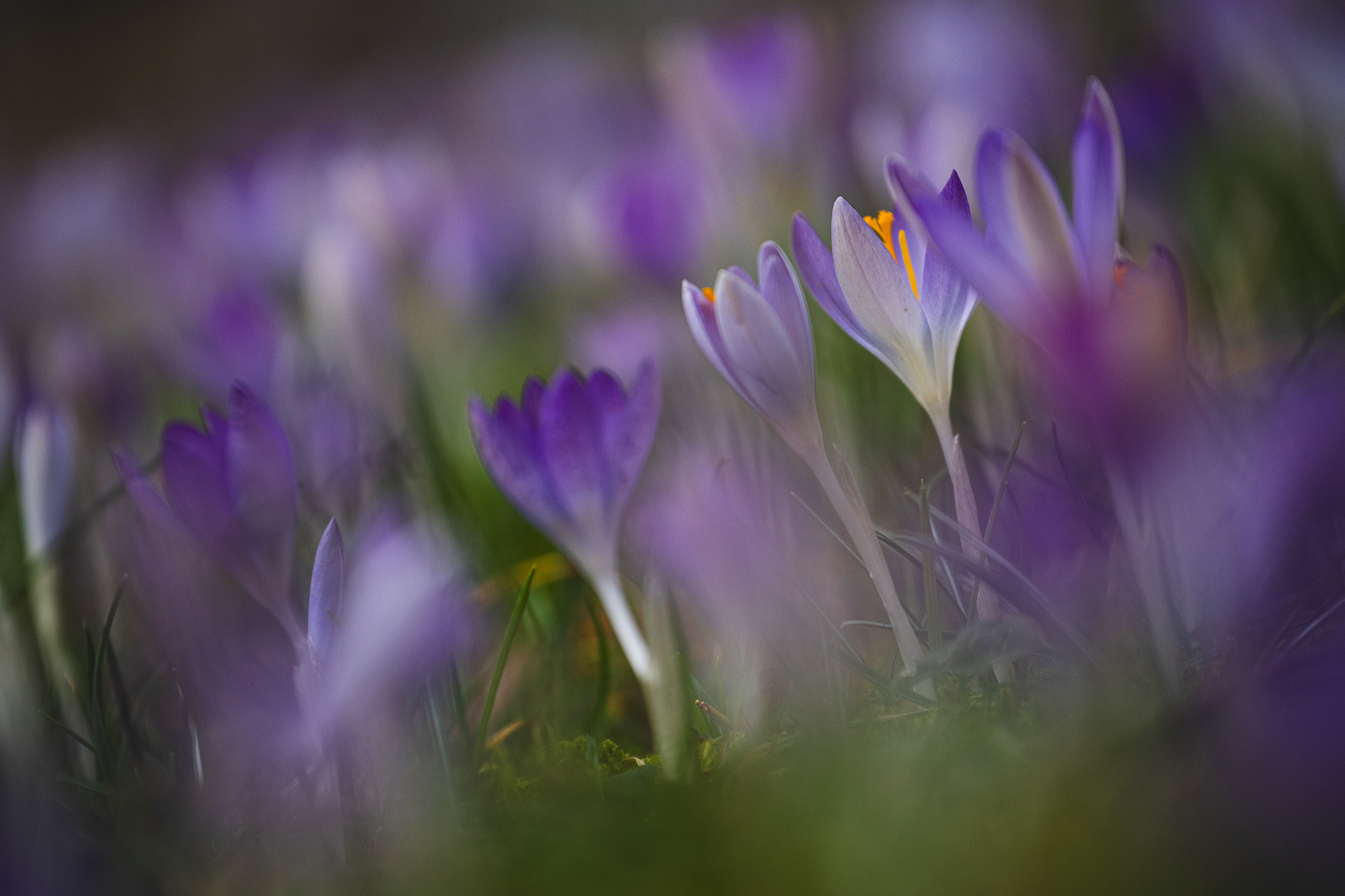 Frühlingstraum: Krokus