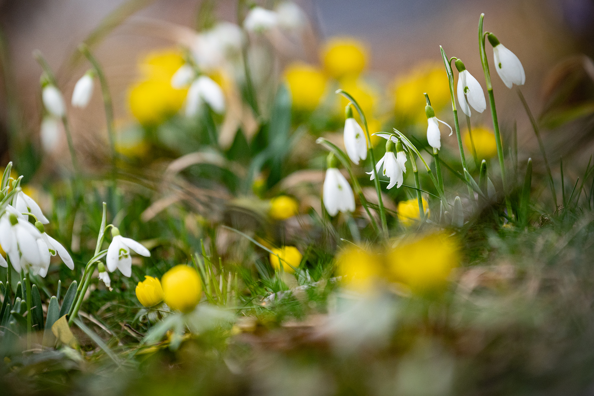 Frühlingstraum: Schneeglöckchen