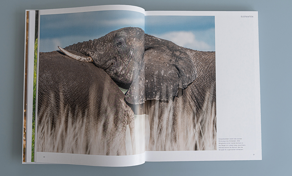 Fabian Kahl: Elefanten